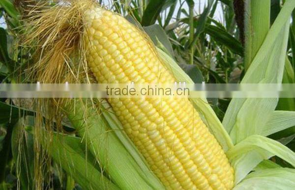 MCO06 Tian heat resistant golden-yellow sweet corn seeds for planting