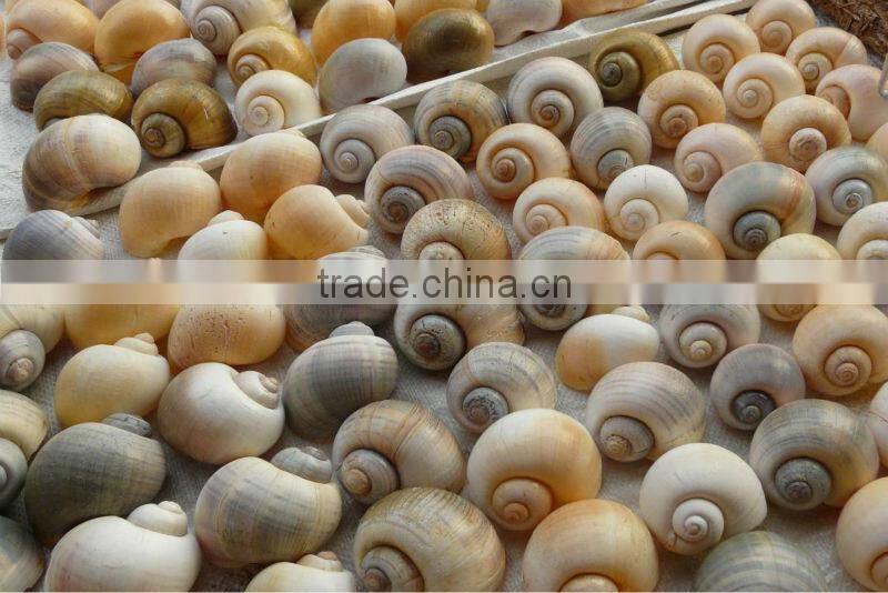 apple snail air plant pot