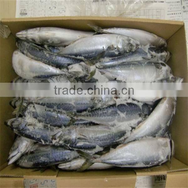 seafood frozen cook mackerel