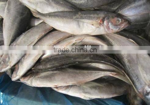 land frozen horse mackerel BQF 6-8pcs/kg