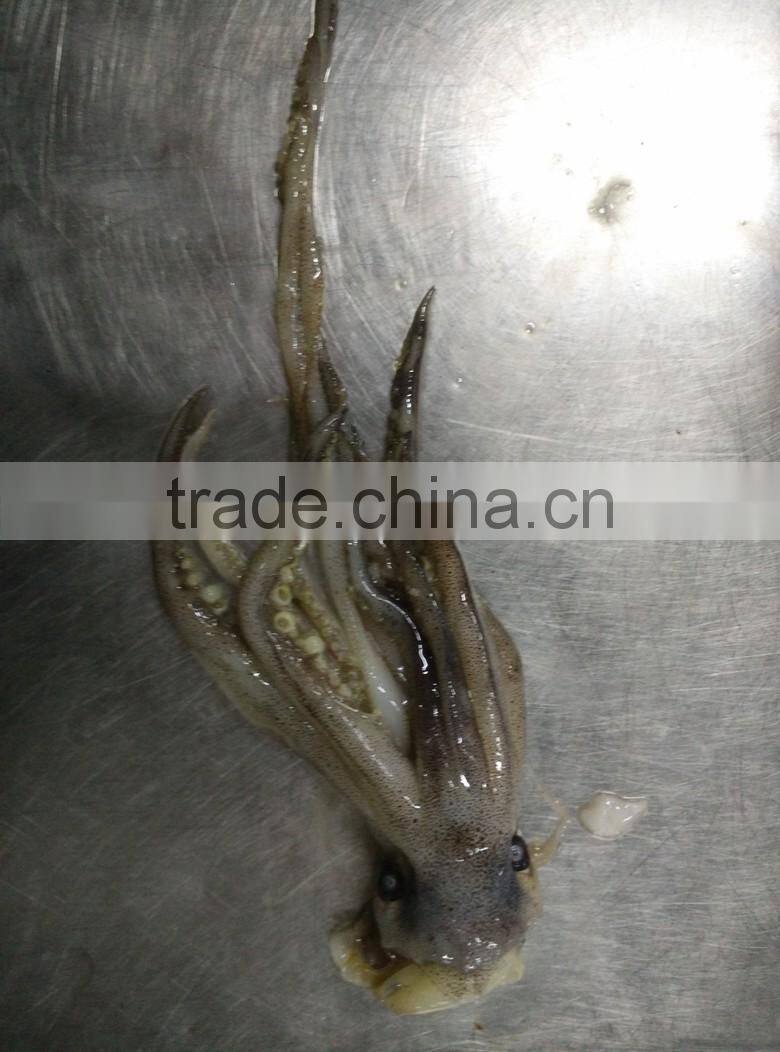 Frozen Squid Head/Tentacles