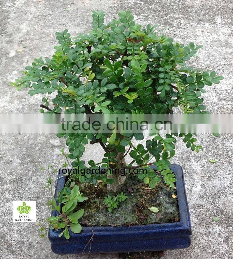 Zanthoxylum Odorum bonsai ball shape