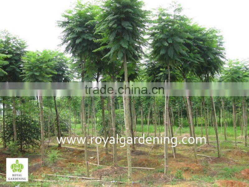 Jacaranda mimosifolia