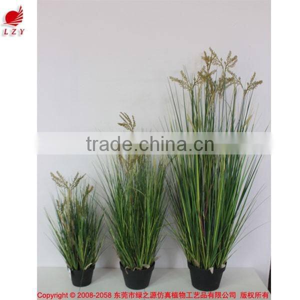 Natural green Papyrus scirpus validus potted onion grass