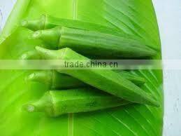 Organic fresh Okra