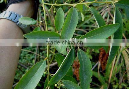 shanghai 2014 borneo camphor essence oil extraction and concentration equipment for cosmetics essence processing