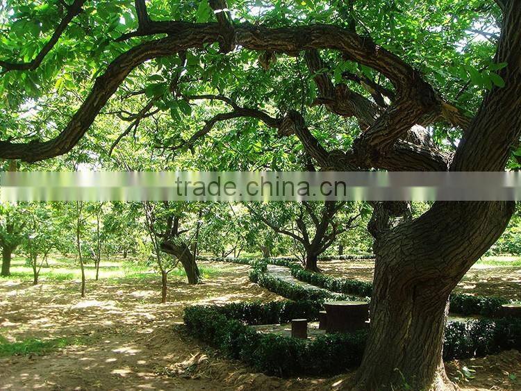 2016 raw fresh chestnuts sales Opening booking bulk chestnuts