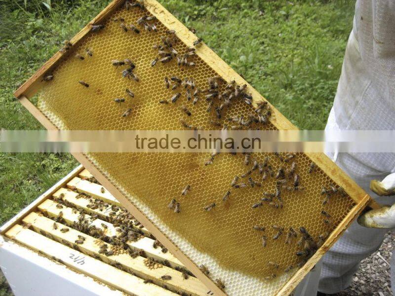 Pure beeswax foundation for apiculture use