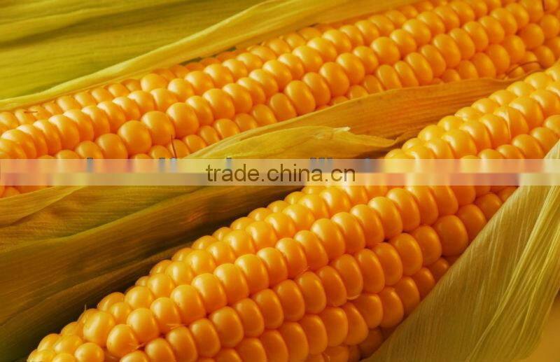 canned sweet corn