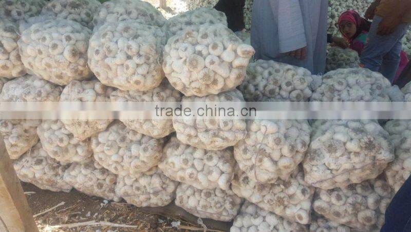 Wholesale Garlic Pure White garlic