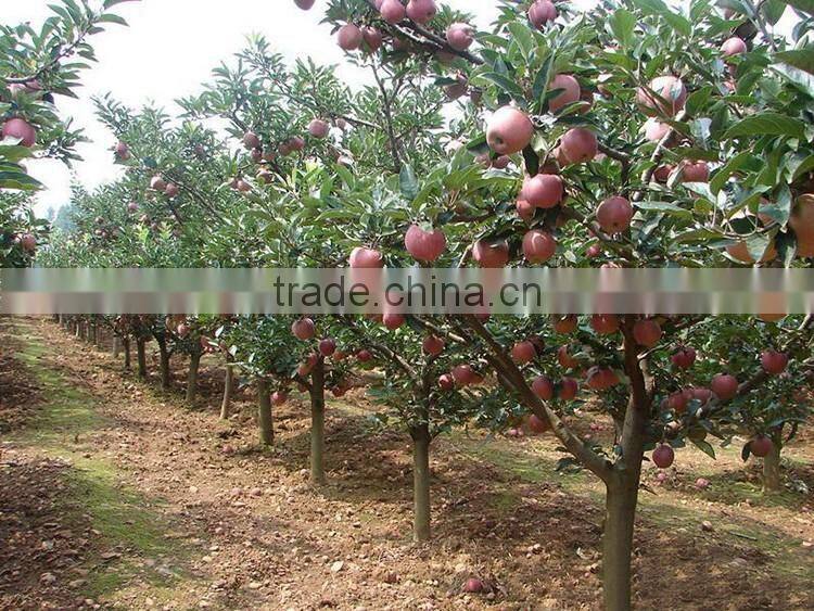 red flesh apple tree seedling