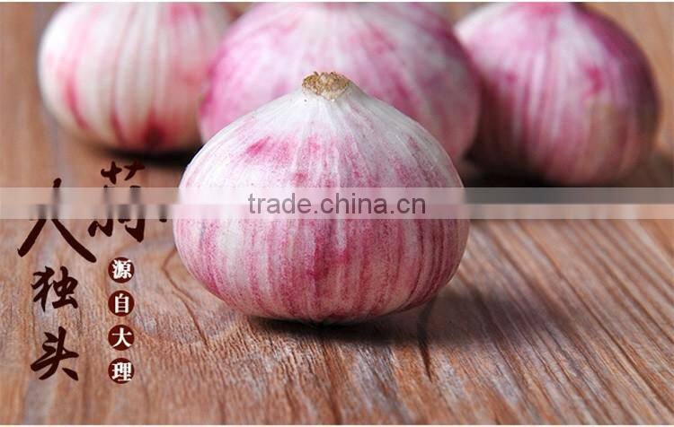 Wholesale fresh white garlic for export