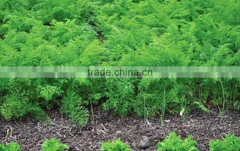 Linong seed seeds Agricultural products for service