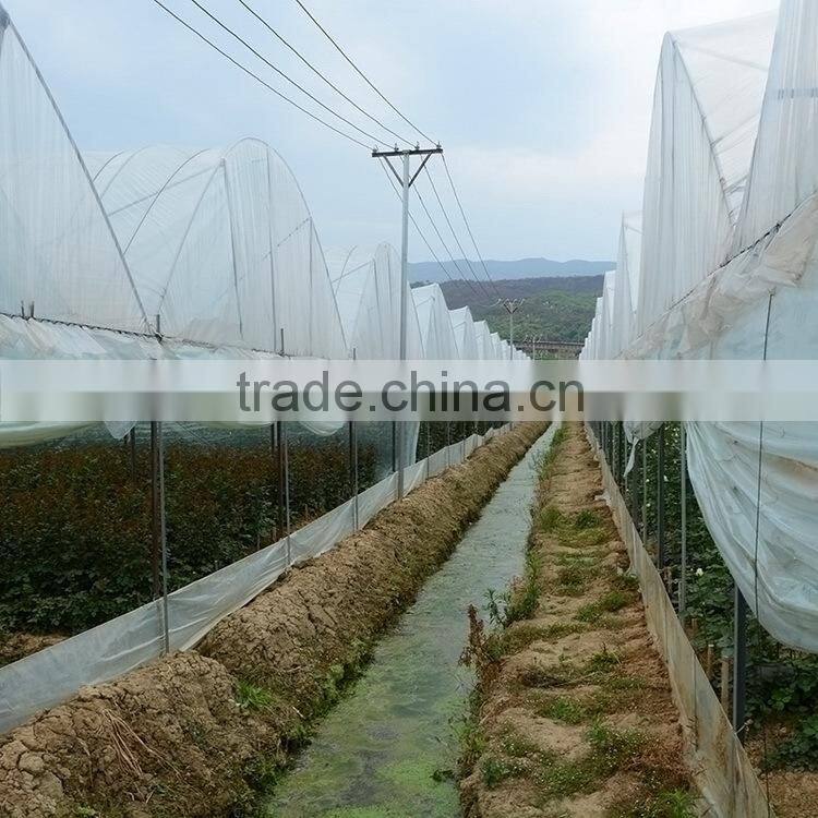 Fresh cut useful cut violet flower