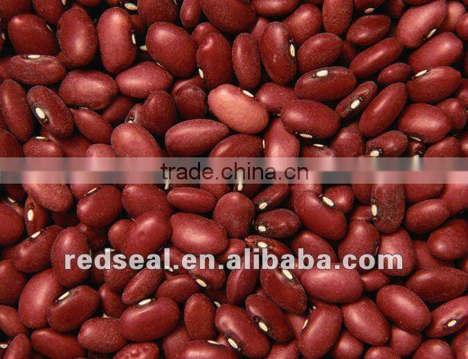 Dark red kidney beans for sale