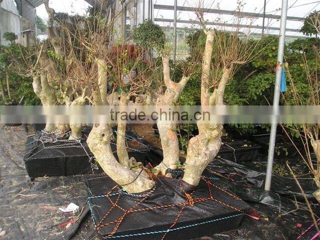 Lagerstroemia indica L.