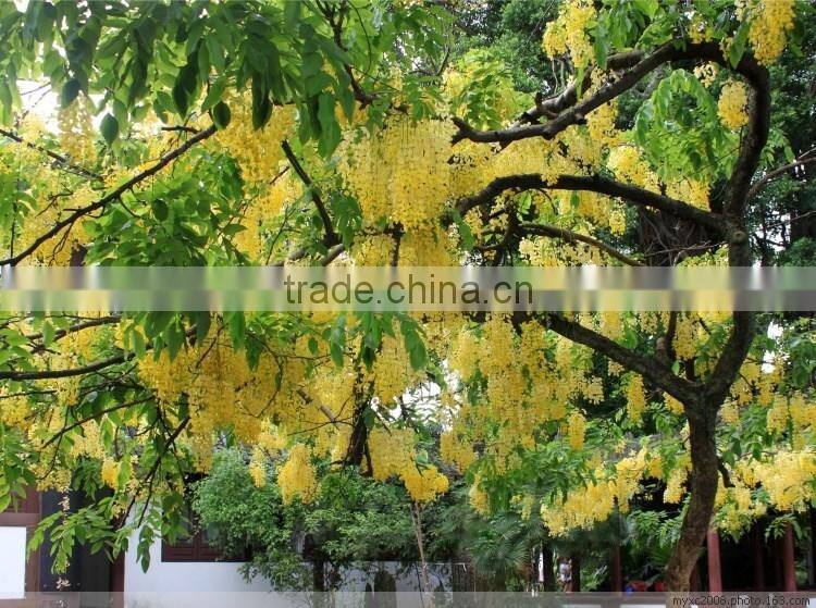 Cassia fistula