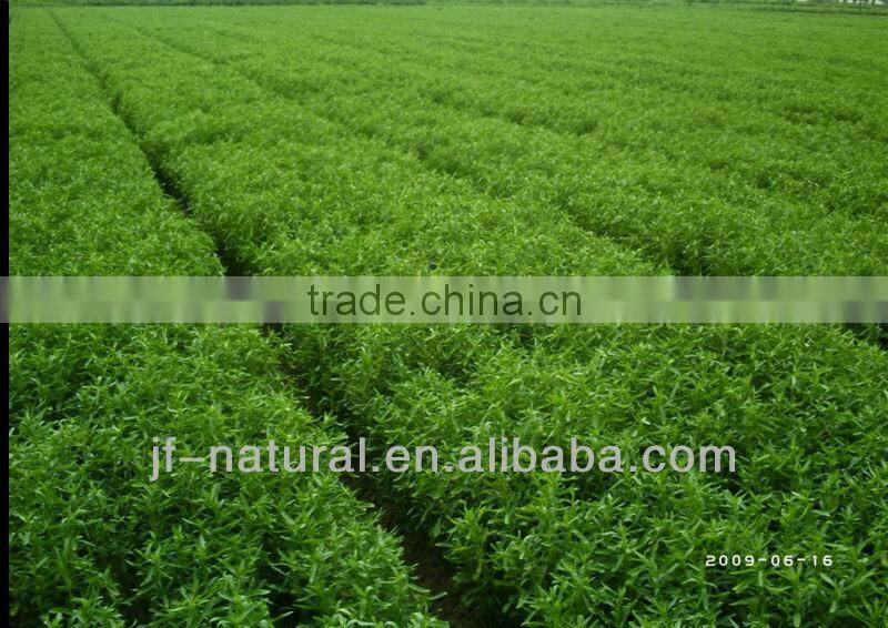 china stevia ISO, GMP, HACCP, KOSHER, HALAL certificated