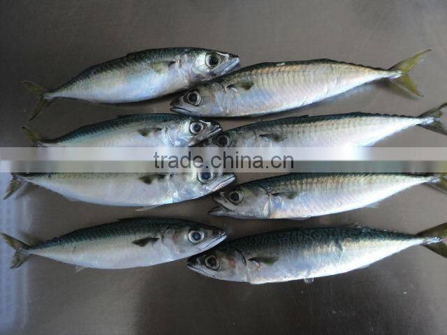 frozen pacific blue mackerel
