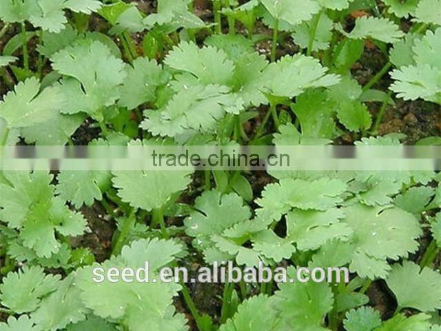 open pollinated leafy caraway seeds Big Leaf