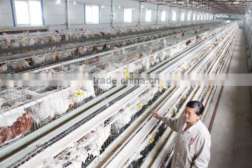 steel structure chicken poultry house