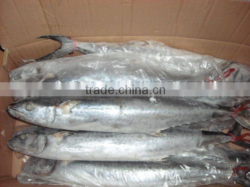 Whole King Fish Spanish Mackerel A Frozen Fish