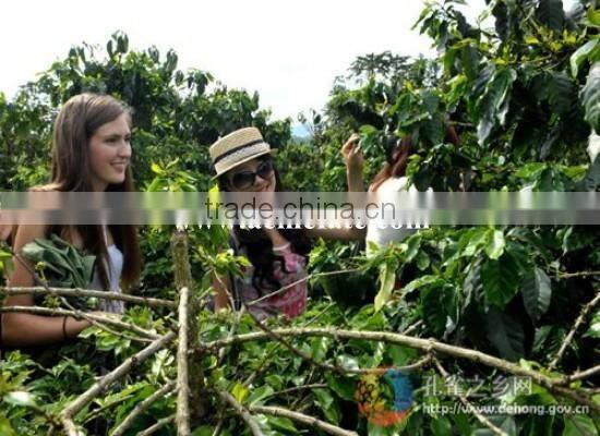 Natural and Bulk Packaging Raw Green Coffee Beans Popular Products