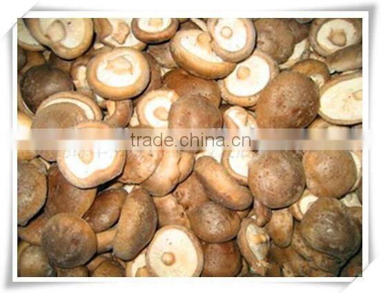 Best selling fresh frozen shiitake mushroom