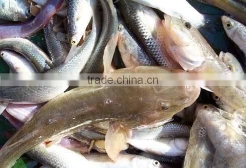 Canned Mackerel in Tomato Sauce with Best Taste