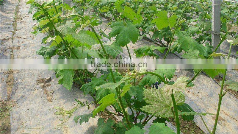 Coextruded PE Cover Film PE greemhouse film for grape greenhouse