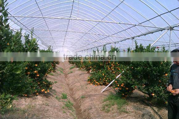 Single span PE film Greenhouse film for Orange growing