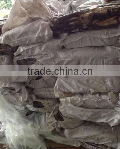 Seafood Frozen Peru Giant Squid