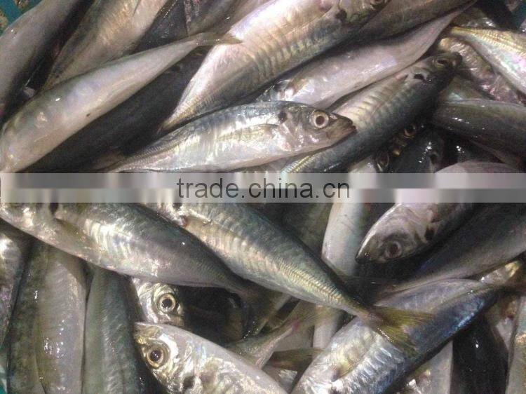 Mackerel scad frozen blue scad fish for sale