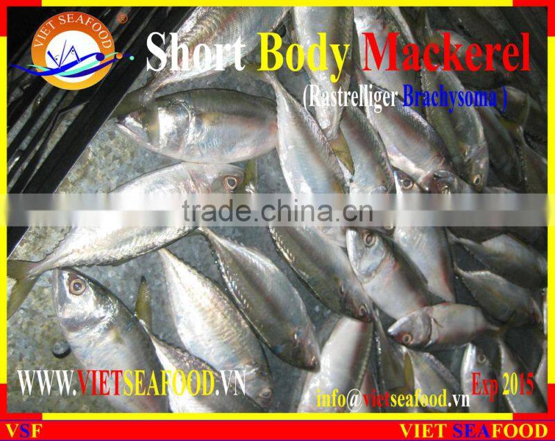 FROZEN SHORT BODY MACKEREL WHOLE ROUND