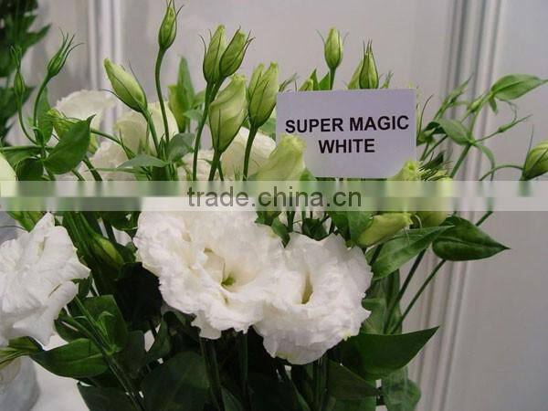 Fresh Cut Flower Eustoma Wedding Decorations Lisianthus With 0.8KG/Bunch Wholesale From Yunnan
