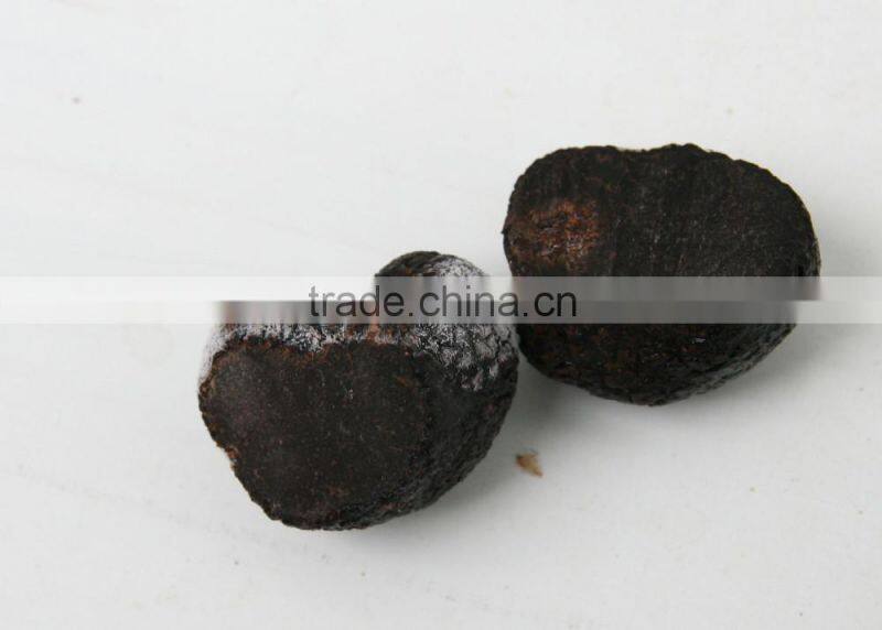 fully mature fresh wild black truffle mushroom