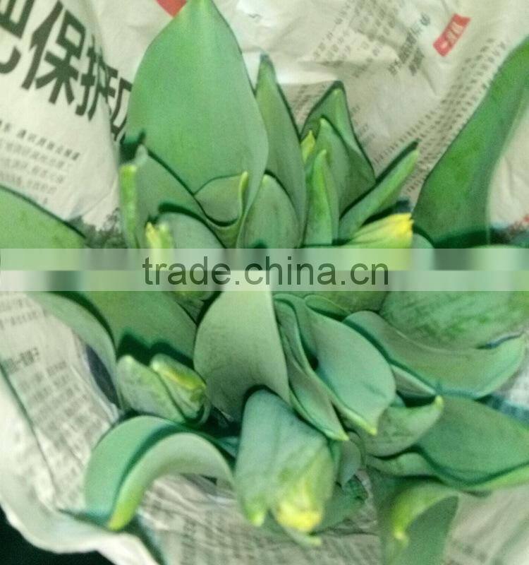 Fashionable Crazy Selling fresh cut gold tulip flower