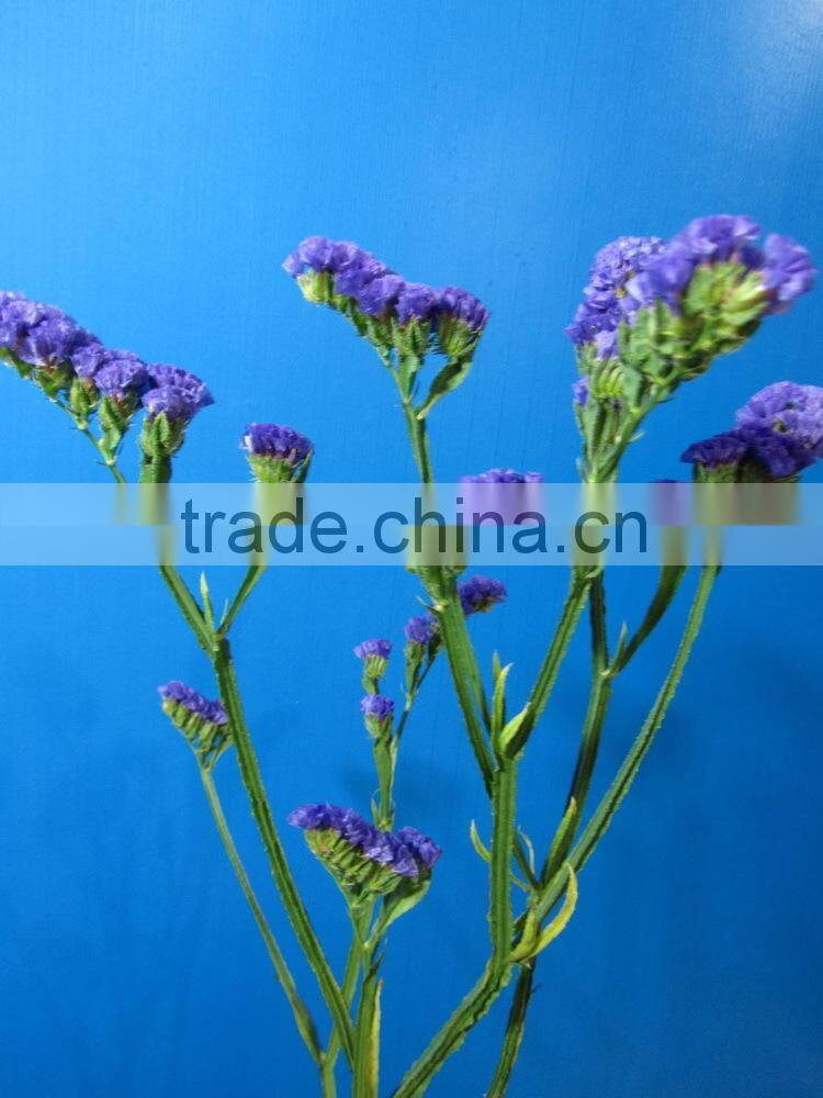 Most popular best selling purple single myosotis
