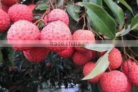 GOOD QUALITY VIETNAM FRESH LYCHEE
