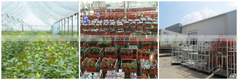 Natural Plants Fresh Cut Yellow Orchid Thailand For Party