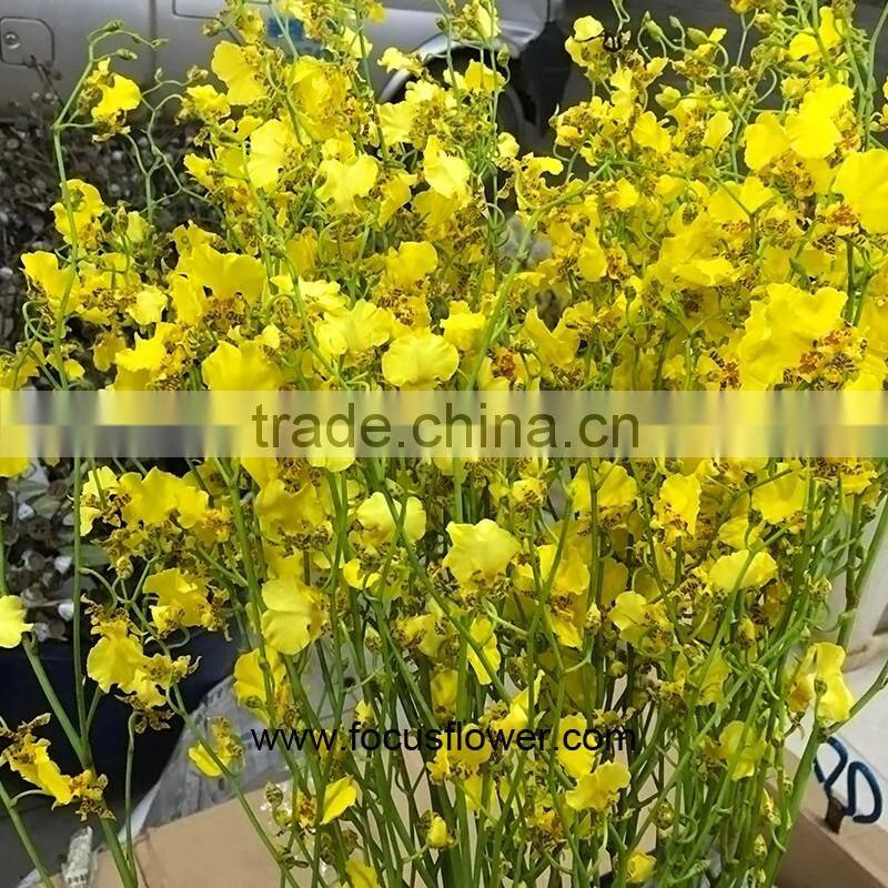 Perennial Plant Fresh Cut Yellow Holland Of Orchid From YUNNAN