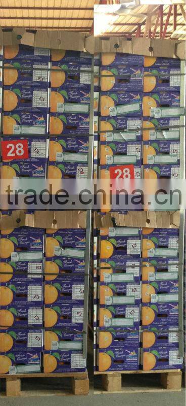 VALENCIA FRESH ORANGE FROM EGYPT
