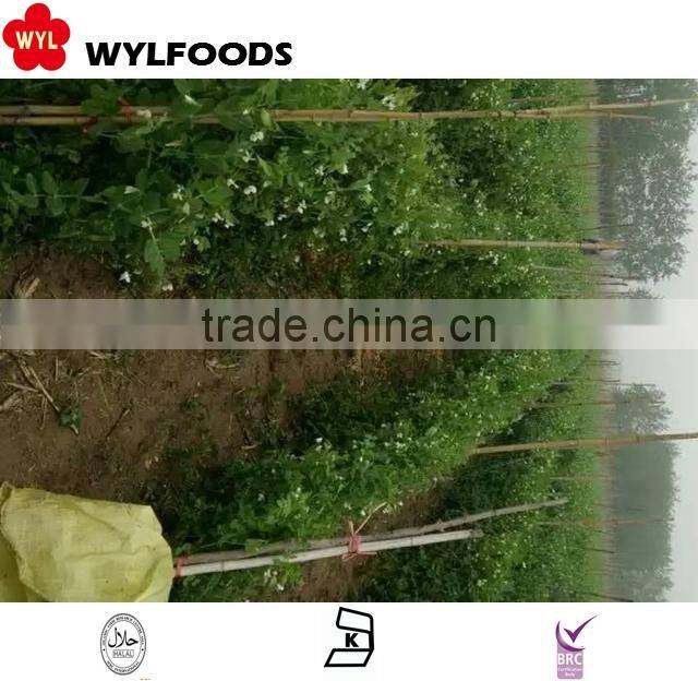 IQF china wholesales price for frozen Pea pods