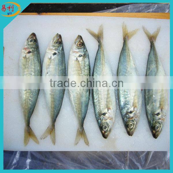 20cm+ frozen horse mackerel with good quality