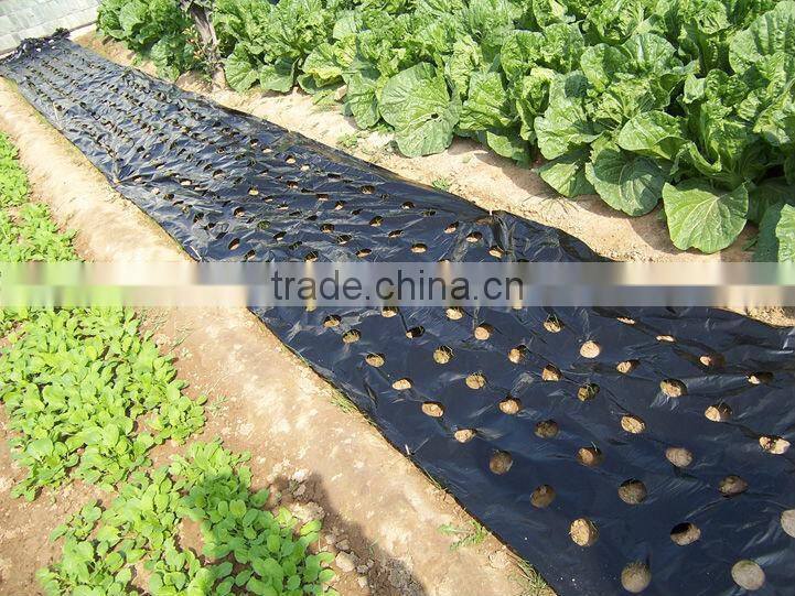 PE Agricultural Mulching Film with holes