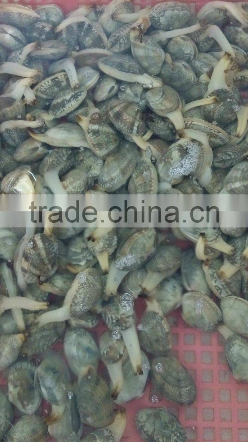 New landing frozen boiled hot sale IQF clam meat without sand