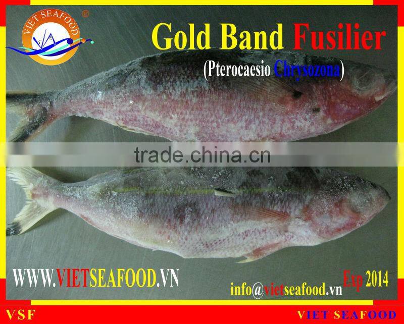 FROZEN GOLD BAND FUSILIER WHOLE ROUND