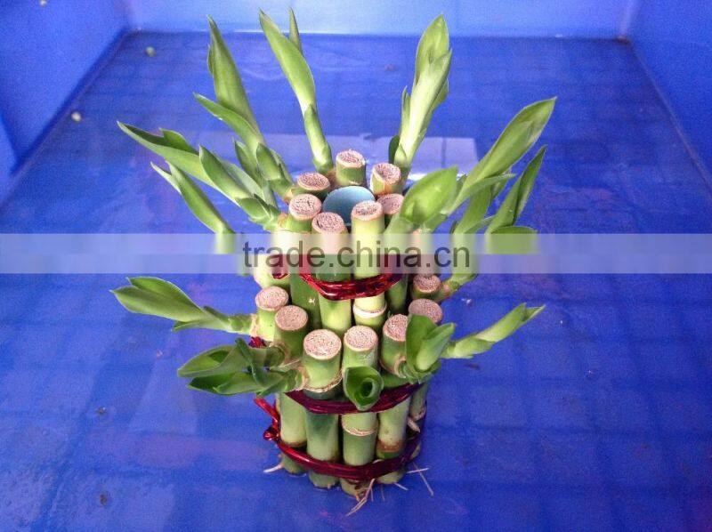 Lucky bamboo tower ( 2 layers)