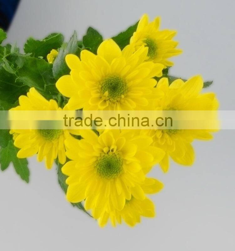 Natural hot selling decorative flower chrysanthemum