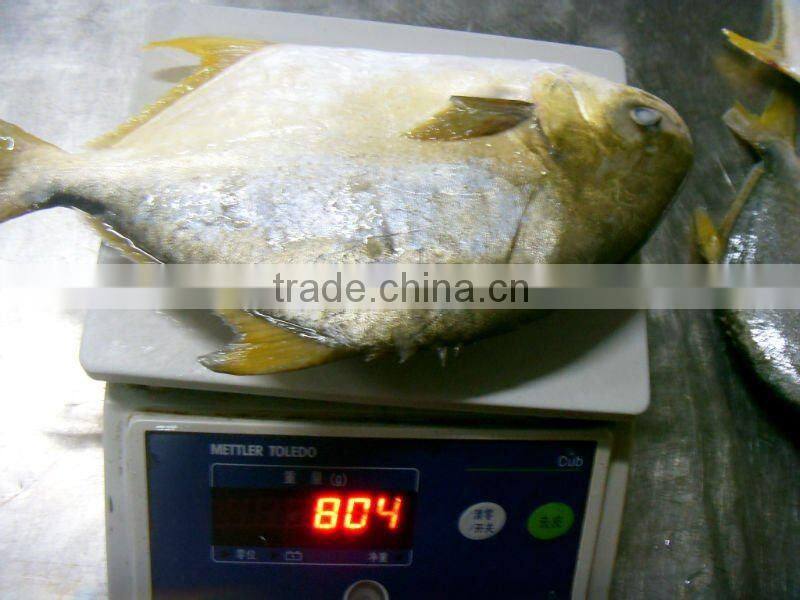 400-600g Golden Pompano Frozen Golden Pomfret